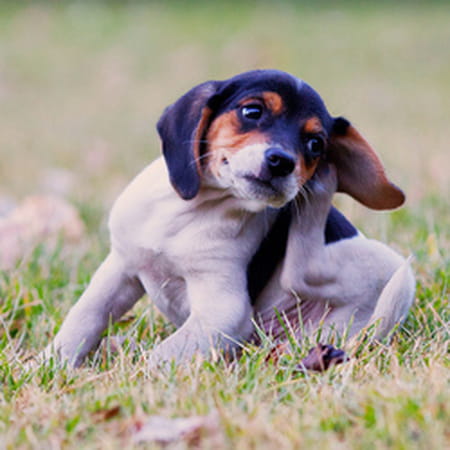 chien-qui-se-gratte.jpg